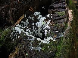 Attēlu rezultāti vaicājumam “Diderma chondrioderma sessile”