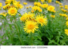 Attēlu rezultāti vaicājumam “Inula salicina flower”