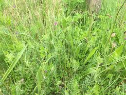 Attēlu rezultāti vaicājumam “Vicia cracca bud”