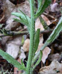Attēlu rezultāti vaicājumam “Jasione montana leaf”
