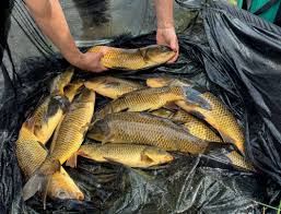 Image result for CALPAC Angling Club