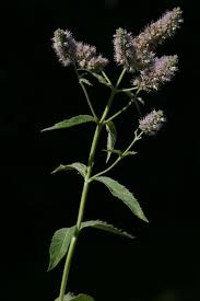 Attēlu rezultāti vaicājumam “Mentha longifolia flower”
