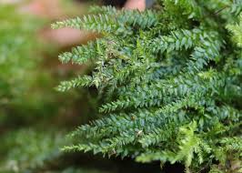 Attēlu rezultāti vaicājumam “Plagiothecium denticulatum”