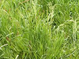 Attēlu rezultāti vaicājumam “Poa compressa”