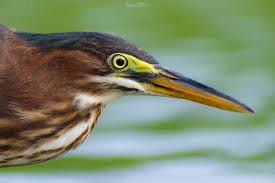 Image result for Butorides virescens