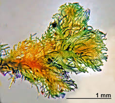 Attēlu rezultāti vaicājumam “Ptilidium pulcherrimum”