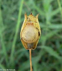 Attēlu rezultāti vaicājumam “Silene vulgaris bud”