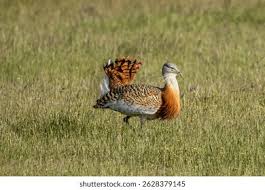 Image result for Otis tarda