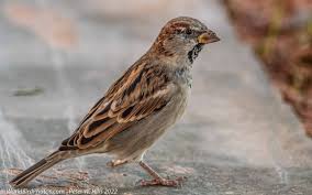 Attēlu rezultāti vaicājumam “Passer domesticus male”