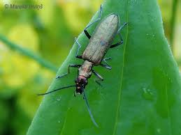 Attēlu rezultāti vaicājumam “Chrysanthia viridissima”