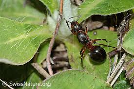 Attēlu rezultāti vaicājumam “Formica rufa”