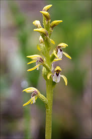 Attēlu rezultāti vaicājumam “Corallorhiza trifida”