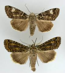 Attēlu rezultāti vaicājumam “Anaplectoides prasina”