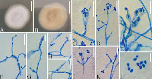 Attēlu rezultāti vaicājumam “Cordyceps stylophora”