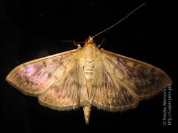 Attēlu rezultāti vaicājumam “Pleuroptya ruralis”