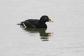 Attēlu rezultāti vaicājumam “Melanitta fusca”