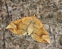 Attēlu rezultāti vaicājumam “Eulithis populata”