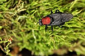 Attēlu rezultāti vaicājumam “Clitellaria ephippium”