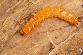 Attēlu rezultāti vaicājumam “Cucujus cinnaberinus larva”