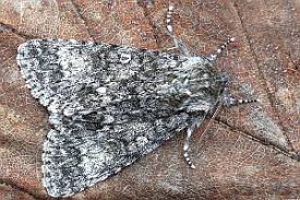 Attēlu rezultāti vaicājumam “Acronicta megacephala”