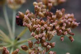 Attēlu rezultāti vaicājumam “Angelica palustris”