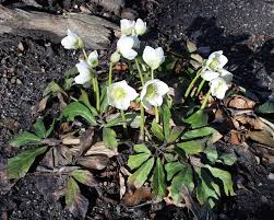 Image result for Christrose