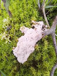 Attēlu rezultāti vaicājumam “Physarum murinum”