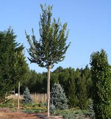 Attēlu rezultāti vaicājumam “Ulmus minor”