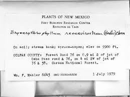 Attēlu rezultāti vaicājumam “Bryoerythrophyllum recurvirostrum sporophyte”