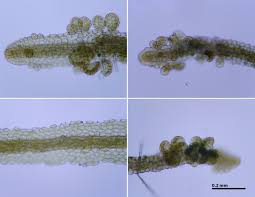 Attēlu rezultāti vaicājumam “Metzgeria violacea”