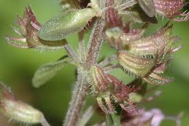 Attēlu rezultāti vaicājumam “Thymus pulegioides flower”