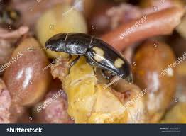 Attēlu rezultāti vaicājumam “Glischrochilus quadripunctatus”