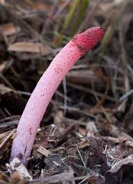 Attēlu rezultāti vaicājumam “Mutinus ravenelii”