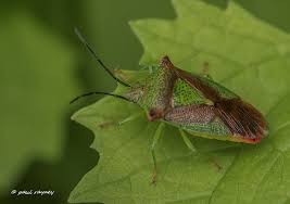 Attēlu rezultāti vaicājumam “Acanthosoma haemorrhoidale”