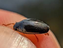 Attēlu rezultāti vaicājumam “Gyrinidae”