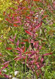 Attēlu rezultāti vaicājumam “Epilobium angustifolium leaf”