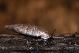 Attēlu rezultāti vaicājumam “Clausiliidae”