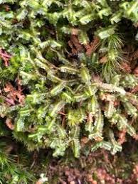 Attēlu rezultāti vaicājumam “Bazzania trilobata”