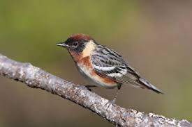 Image result for Dendroica castanea