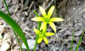 Attēlu rezultāti vaicājumam “Gagea lutea”