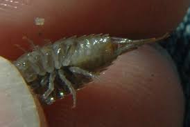 Attēlu rezultāti vaicājumam “Oniscoidea”