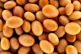 Image result for Trifolium incarnatum