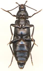 Attēlu rezultāti vaicājumam “Melandrya dubia”