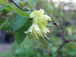 Attēlu rezultāti vaicājumam “Lonicera caerulea var. pallasii flower”