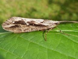 Attēlu rezultāti vaicājumam “Phryganeidae”