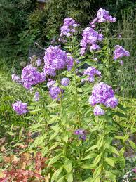 Image result for Phlox (großblumig)