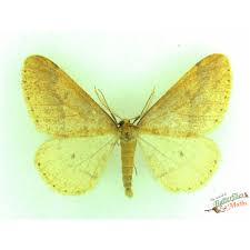 Attēlu rezultāti vaicājumam “Cerastis leucographa”