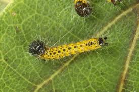 Attēlu rezultāti vaicājumam “Phalera bucephala larva”