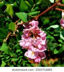Attēlu rezultāti vaicājumam “Robinia neomexicana”