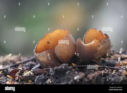 Attēlu rezultāti vaicājumam “Otidea bufonia”